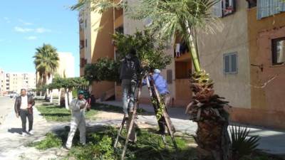 استكمال زراعة وصيانة المسطحات الخضراء بمدينتى السادات والنوبارية الجديدة