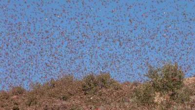 بعد جائحة كورونا .. البرلمان يناقش إجراءات مكافحة أسراب الجراد