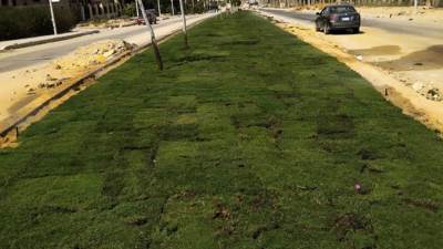 زراعة الجزر الوسطى بـ«السياحية الأولى» في «6 أكتوبر» (صور)