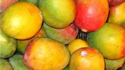 شعبة الخضروات: أسعار «المانجو» لم تتأثر بالعفن الهبابي .. والكيلو بـ 10 جنيه  «فيديو»