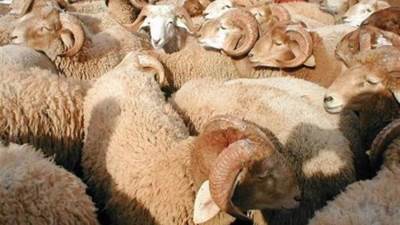 وزارة الزراعة تعلن أسعار الأضاحي وطرق حجزها مع اقتراب عيد الأضحى  