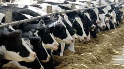 نقيب الجزارين : في سعر الأضحية .. كلما زاد الوزن قل الثمن