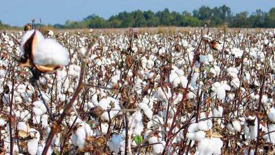  وزير قطاع الأعمال: الفلاحين مبسوطين بأسعار القطن وبيدعولنا