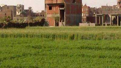 أستاذ اقتصاد: تحويل الأراضي الزراعية إلى عقارات جريمة كبرى لا تغتفر