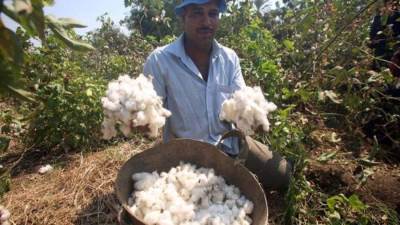 وزير قطاع الأعمال : هنرجع ملوك القطن طويلة التيلة في العالم مرة تانية 