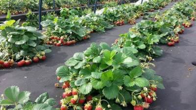 "الحجر الزراعي": نخطط لتحويل مصر لمركز تصدير شتلات الفراولة