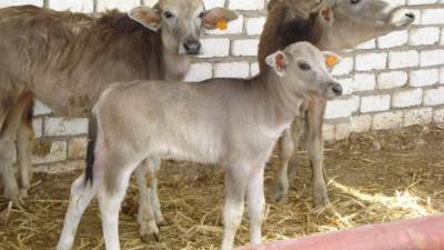 وزير الزراعة يوافق على 388 مليون جنية تمويل جديد لمشروع البتلو 