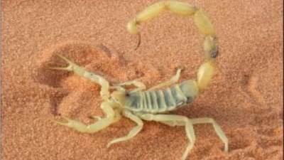 صحة أسوان: ارتفاع حصيلة لدغات العقارب ووفاة 3 أشخاص وإصابة 450 بسبب سوء الطقس