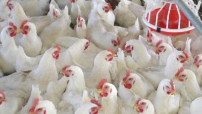 الزراعة: في طريقنا لـ الاكتفاء الذاتي من الدواجن ونصدر الفائض لـ الدول العربية