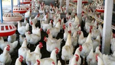 رئيس شعبة الدواجن: أكبر مشكلة تواجه الصناعة  هي التسعير 