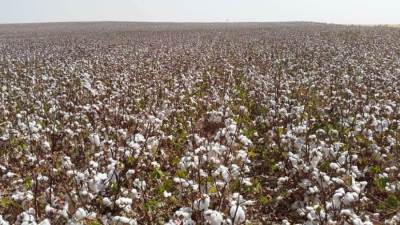 قطاع الأعمال: نجاح تجربة زراعة القطن قصير التيلة بشرق العوينات 