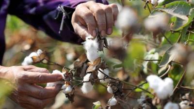 وزير قطاع الأعمال يوضح خطة زيادة حجم صادرات القطن المصري