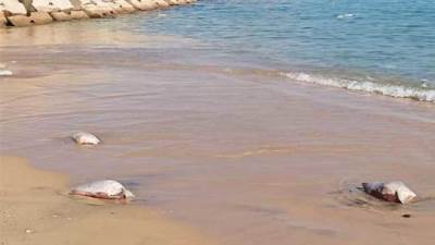 محافظ الأسكندرية يتابع  عملية إعدام  اللحوم الطافية بشاطئي ستانلي والسرايا