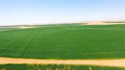 رئيس محطة بحوث توشكي: زراعة الـ 150 ألف فدان بنهاية 2022  