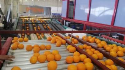 زراعة النوبارية: 90% من جملة الصادرات المصرية للبرتقال.. ونصدر لـ150 دولة