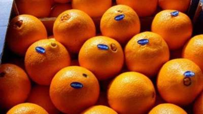 «البرتقال المصري أفضل طعم في العالم» .. 1.8 مليون طن صادرات خلال 2021.. فيديو