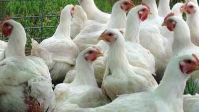 تصريح هام من رئيس شعبة الدواجن حول أسباب ارتفاع الأسعار