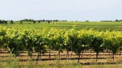 الزراعة : مصر مكتفية ذاتيا من المحاصيل البستانية وتصدّر منها 