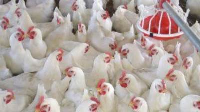 «بلاش شراء» .. شعبة الدواجن توجه رسالة مهمة للمواطنين 