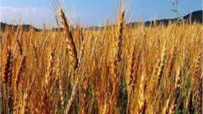 البحوث الزراعية: 3.6 مليون فدان قمح العام الحالي فى مصر