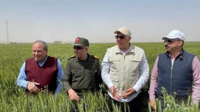 وزير الزراعة من أحد حقول القمح بأسوان: «المحصول بخير »