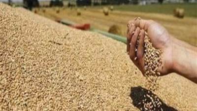 «القومية للقمح»: الرئيس السيسي وجه بزيادة سعر التوريد لتحفيز المزارعين