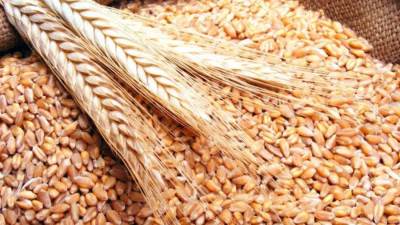 مدير بحوث المحاصيل الحقلية الأسبق: الدولة تستطيع توفير احتياجاتها من القمح