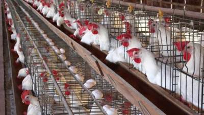 شعبة الدواجن : «البيض انخفض 5 جنيهات»و «الفراخ بـ 33 جنيها في المزارع»