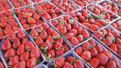 حقيقة فرض الحجر الزراعي المصري رسوم جبرية على صادرات «الفراولة المجمدة»