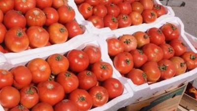 فجوة بين العروتين.. وزير الزراعة يكشف سبب جنون أسعار الطماطم