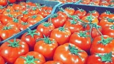 وزارة الزراعة تطرح طماطم طازجة بسعر 10 جنيهات للكيلو