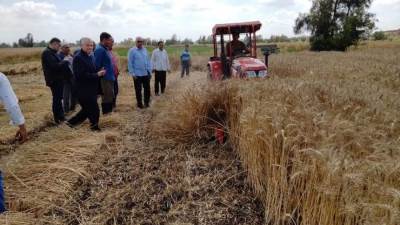 «الزراعة» في ثالث أيام عيد الفطر تتابع حصاد وتوريد القمح في كل المحافظات على مستوى الجمهورية