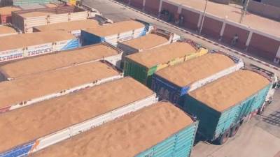 وزير الزراعة يتابع على مدار الساعة حصاد وتوريد القمح في جميع محافظات الجمهورية