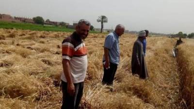  «الزراعة» تتابع حصاد وتوريد القمح وتستلم خام التقاوي للمحاصيل الشتوية 