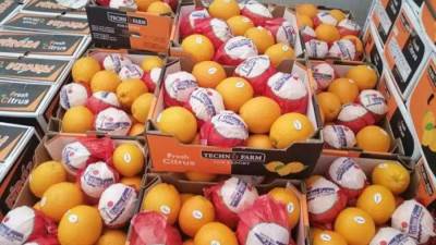 الزراعة: صادرات مصر الزراعية تتجاوز 3 مليون طن هذا العام 