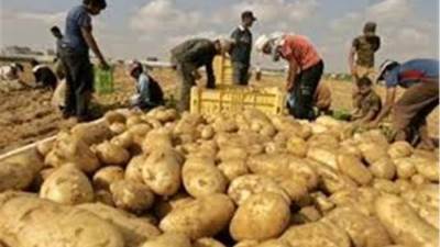 الزراعة: صادرات مصر من البطاطس تحقق رقم قياسي لأول مرة  