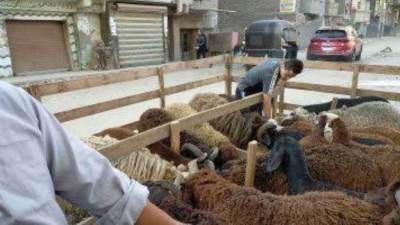 محافظ القاهرة: غرامة 10 آلاف جنيه لمن يذبح الأضاحي بالشارع ويترك المخلفات 