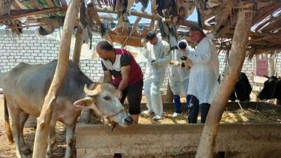 انطلاق الحملة القومية لتحصين المواشي ضد الحمى القلاعية