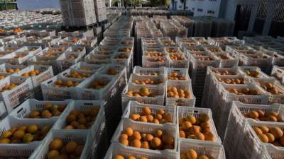 وزير الزراعة: صادرات مصر الزراعية تتجاوز 4.1 مليون طن بزيادة لأول مرة عن نفس الفترة من العام السابق 2021