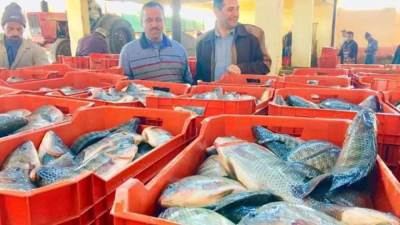 التنمية المحلية: توفير 100 منفذ بيع للاسماك ب 14 محافظة 