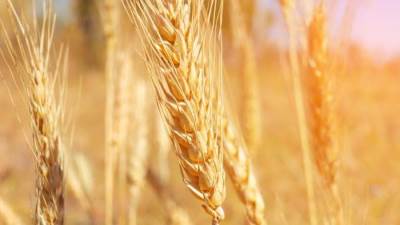 وزير التموين:  انتهاء موسم توريد القمح المحلي لموسم 2022