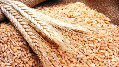 وزير الزراعة: أنتجنا 10.6 مليون طن قمح خلال الموسم الحالي