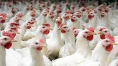 هدوء نسبي في أسعار الفراخ اليوم