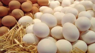 ارتفاع أسعار البيض اليوم الثلاثاء
