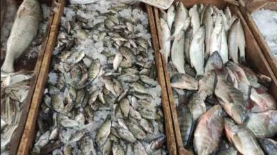 البلطي بـ20 جنيها.. أسعار السمك اليوم السبت 8-10-2022