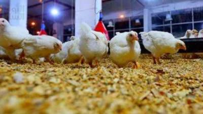 رئيس اتحاد منتجي الدواجن: انفراجة فى أسعار الدواجن بعد حل مشكلة الأعلاف 