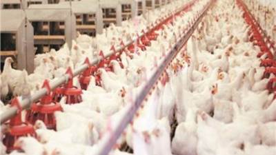 رئيس شعبة الثروة الداجنة: «صغار المربين يبيعون البيض على أنه بيض مائدة»