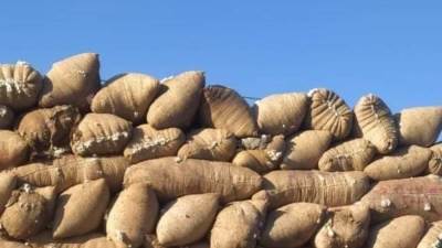 «قطاع الأعمال»: بيع 890 ألف قنطار ضمن منظومة تداول القطن الجديدة حتى الآن