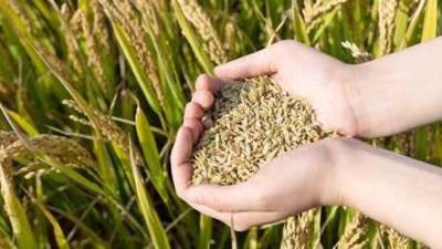 أستاذ اقتصاد: الاقتصاد الزراعي يعاني من نقص في الخبرة والعمالة