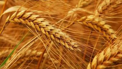 التموين: احتياطي القمح يكفي  5 أشهر والارز 6 أشهر 